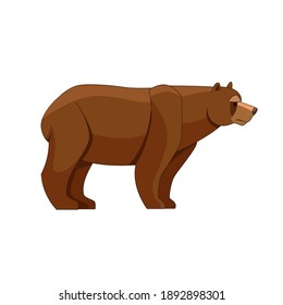 A Bear looking. Cartoon character of big mammal animal. Wild forest creature with brown fur. Vector flat illustration isolated on white background.