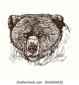 Bear muzzle close up detail portrait front view. Ink black and white doodle drawing in woodcut style.