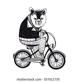 Bear on the bicycle. Vintage Illustration on white background.