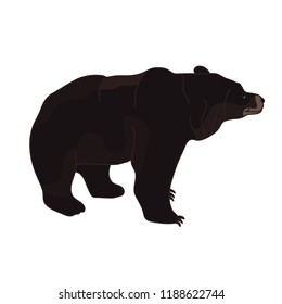bear on a white background