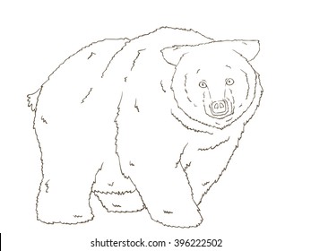 bear outline drawing/painting book/vintage