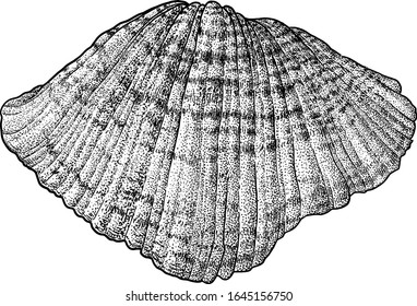 Bärenpaw-Muschelgrafik, -zeichnung, -grabung, -farbe, Streichkunst, Vektorillustration