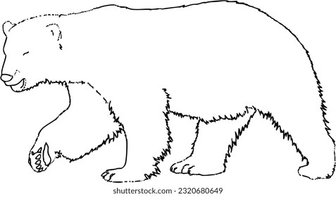 Bear predatory animal doodle linear cartoon coloring book