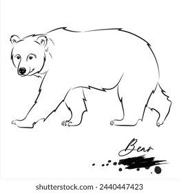 Bear, realistic wild animal sketch, line art vector illustration