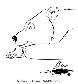 Bear, realistic wild animal sketch, line art vector illustration