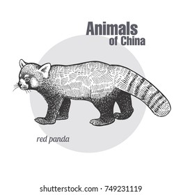 Bear red Panda hand drawing. Animals of China series. Vintage engraving style. Vector art illustration. Black graphic isolate on white background. The object of a naturalistic sketch.