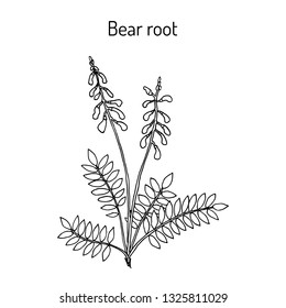 Bear root (Hedysarum neglectum), medicinal plant. Hand drawn botanical vector illustration