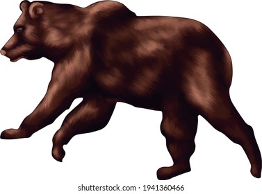 Bear running for attack. Concept for wild life or down markets in finance. Illustration artwork isolated