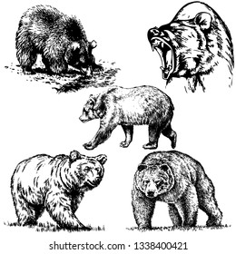 Bear set vector illustration. Forest wild animals