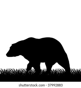 bear silhouette isolated on white background