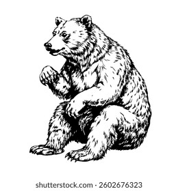 A bear is sitting on a white background