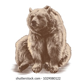 bear sitting sketch vector graphics colored drawing