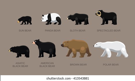 Bear Sizes Cartoon Vector Illustration