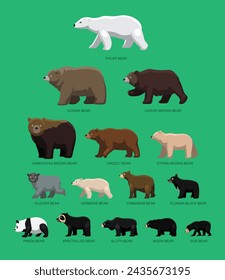 Bear Sizes Side Comparisons Chart Cartoon Vector Illustration