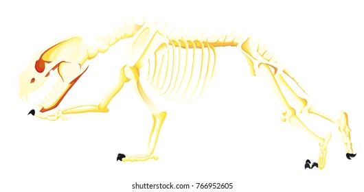 bear skeleton is running