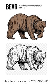 Bear sketch. Hand drawn vector illustration. Black realistic outline