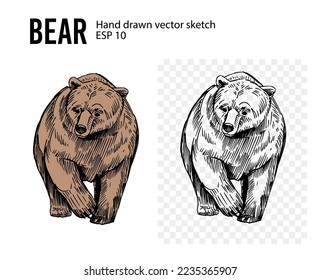 Bear sketch. Hand drawn vector illustration. Black realistic outline