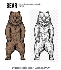 Bear sketch. Hand drawn vector illustration. Black realistic outline