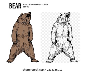 Bear sketch. Hand drawn vector illustration. Black realistic outline