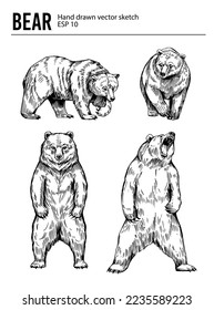 Bear sketch. Hand drawn vector illustration. Black realistic outline