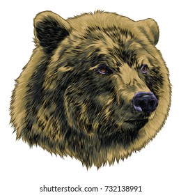 bear sketch head vector graphics color picture