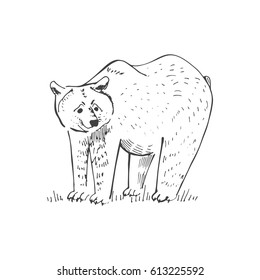 bear in sketch style