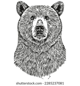 Bear sketches, outline with transparent background, hand drawn illustration bruin
