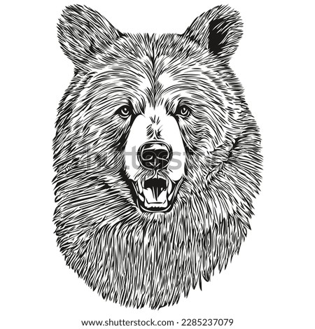 Bear sketches, outline with transparent background, hand drawn illustration bruin
 [[stock_photo]] © 