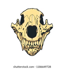 Bear Skull hand drawn white background  Vector illustration