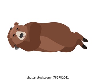 Bear sleeping isolated. Grizzly asleep emotions. Wild beast dormant. Vector illustration
