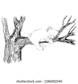 Bear sleeping vector sketch, cute bear cub sleeping on a tree trunk, hand-drawn vector drawing, cartoon animal sleeping on a tree vector illustration isolated on white background