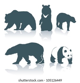 Bear species - vector illustration