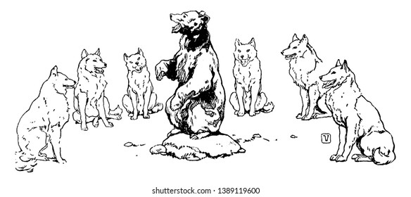 A bear standing on rock in the middle and singing, and wolves standing in half circle around bear, vintage line drawing or engraving illustration