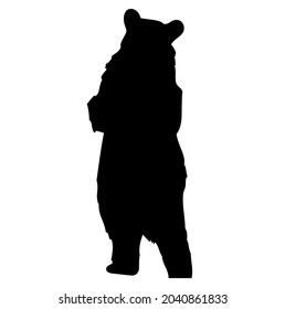 Bear standing, wild animal living in forest, wildlife, predator, carnivore, mammal, vector, illustration in black and white color, isolated on white background