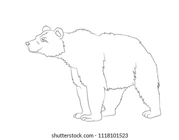bear stands  line  vector  white background