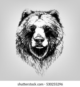 bear vector