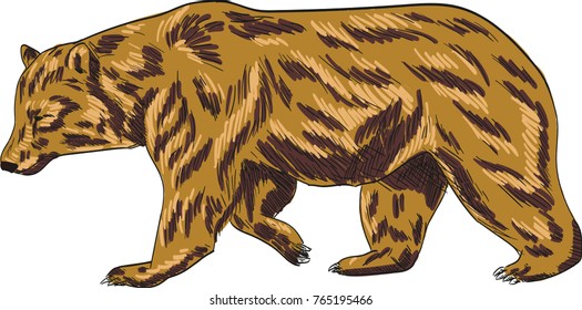 Bear vector drawing illustration