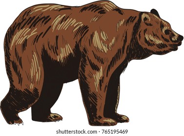 Bear vector drawing illustration