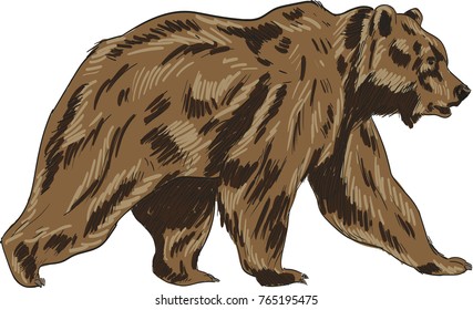 Bear vector drawing illustration