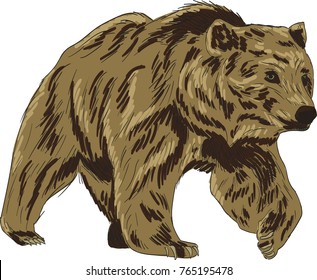 Bear vector drawing illustration