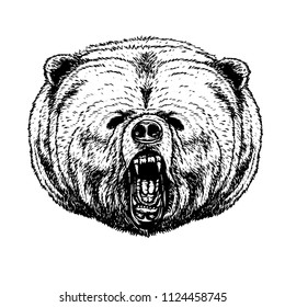 Bear vector drawing on white background.Bear tattoo art highly detailed in line art style.