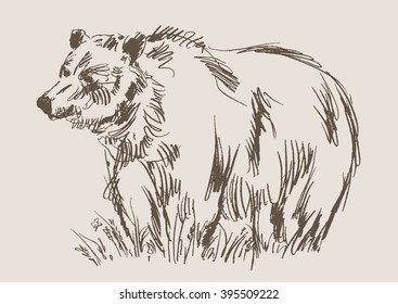 bear vector, hand draw sketch