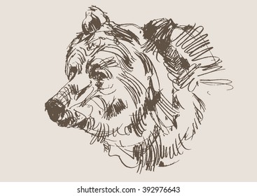 bear vector, hand drawn sketch 