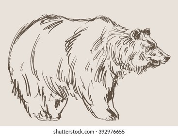 bear vector, hand drawn sketch
