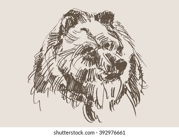 bear vector, hand drawn sketch 