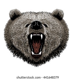 bear vector illustration