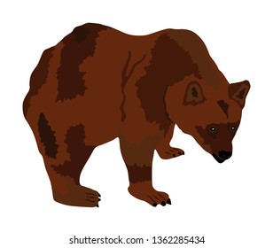 Bear vector illustration isolated on white background. Grizzly symbol. Big animal, nature wildlife concept.