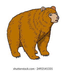 Ilustración vectorial de oso, aislado sobre fondo blanco, vista superior