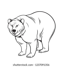 Bear vector, isolated black icon. Monohrome black animal illustration for design zoo.