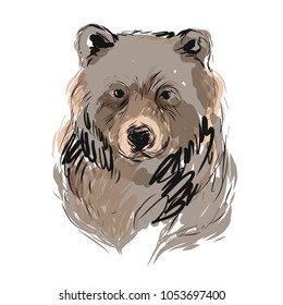 Bear vector portrait. Hand drawn wild animal illustration